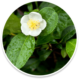Camellia Sinensis