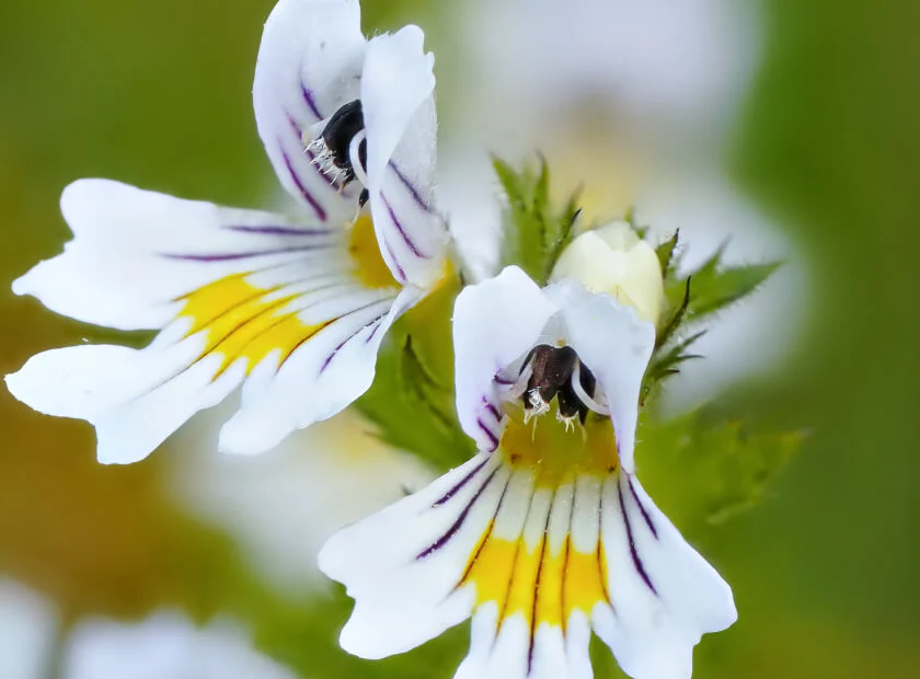 Eyebright