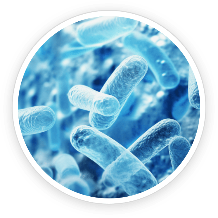 Lactobacillus Paracasei