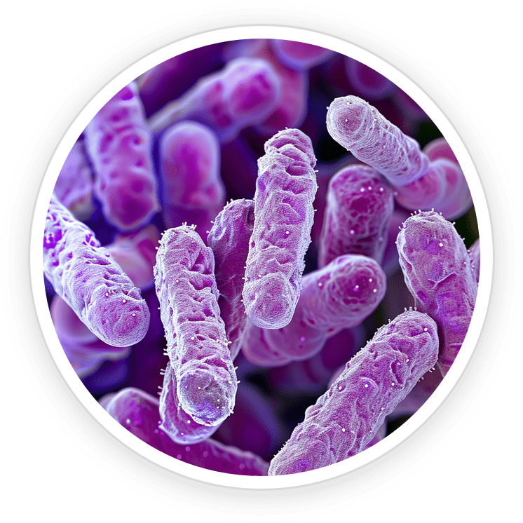 Lactobacillus Reuteri